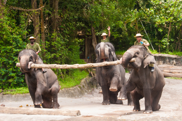 Сингапур, зоопарк: шоу слонов