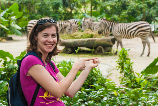 Сингапур, зоопарк: я в восторге от зебр
