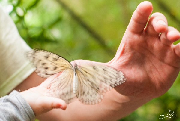 Сингапур, зоопарк: передача бабочки от папы