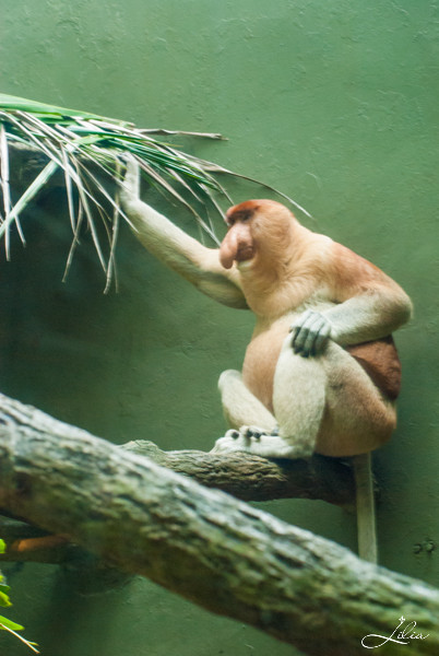 Сингапур, зоопарк: носатая обезьяна