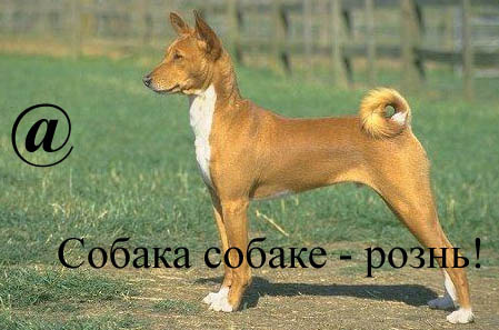 Собака собаке - рознь! Собака собаке - рознь!