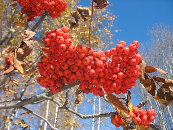 http://content.foto.mail.ru/mail/geowit/1542/h-1584.jpg