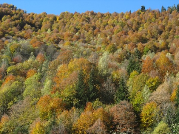 http://content.foto.mail.ru/mail/geowit/1542/h-1602.jpg