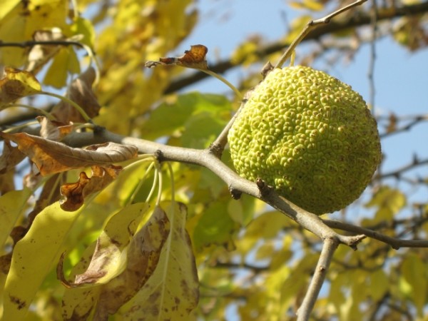 http://content.foto.mail.ru/mail/geowit/1542/h-1685.jpg