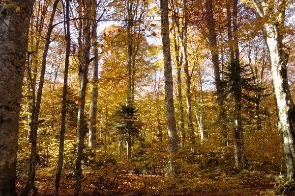 http://content.foto.mail.ru/mail/geowit/1716/h-1817.jpg