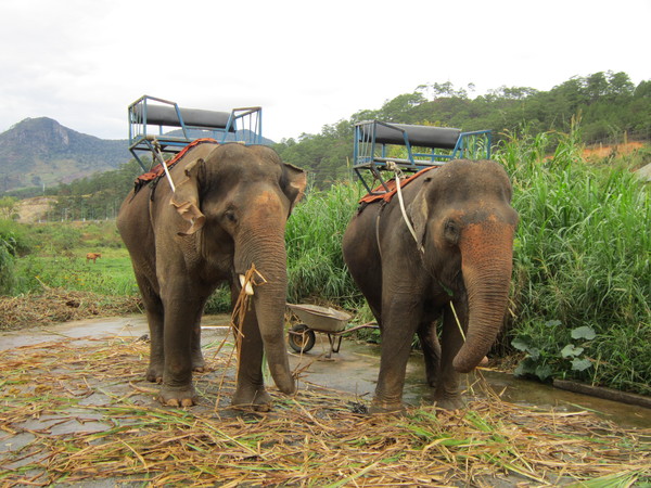  Слоны во Вьетнаме находятся на грани исчезновения  - фото 1