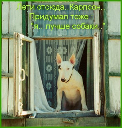 Собака-праздник! Сегодня и каждый день на арене Жоринька!!! - Страница 21 I-3132