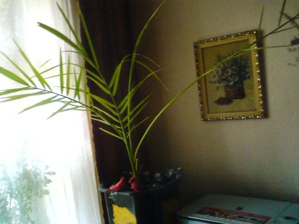 Как удалить и что это 11 Как удалить и что это 60
