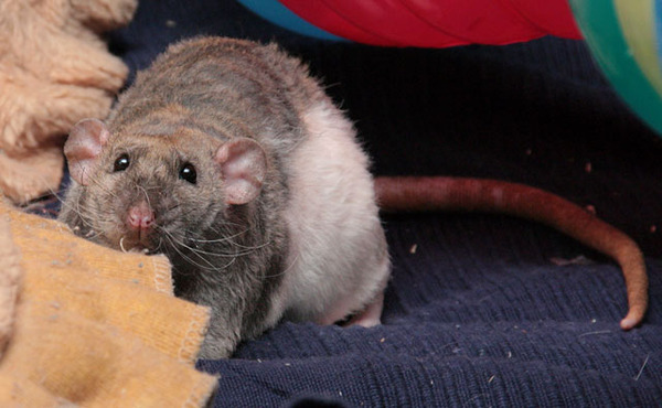 Декоративная крыса Дамбо Рекс – особенности породы
