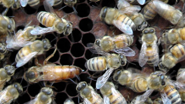 Фото пчелиная ферма Big Bee