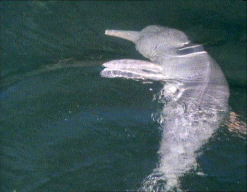 Амазонский речной дельфин (кадр из фильма BBC)