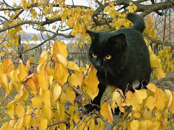 Жил да был черный кот за углом...(фото и картинки) 