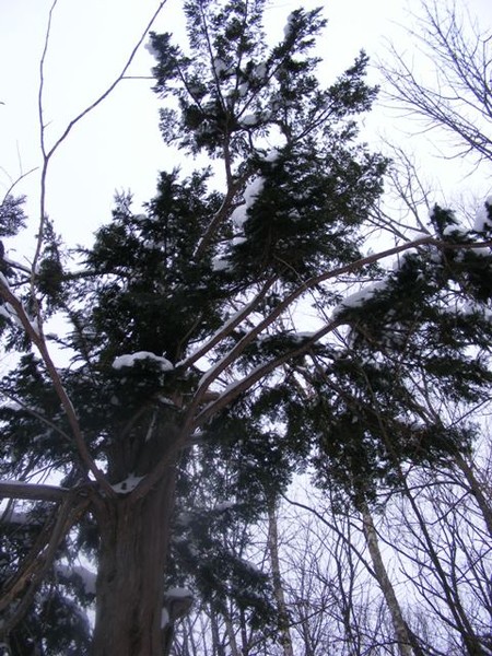 http://content.foto.mail.ru/mail/jenshen/1625/i-2349.jpg