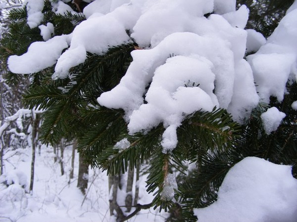 http://content.foto.mail.ru/mail/jenshen/1625/i-2352.jpg