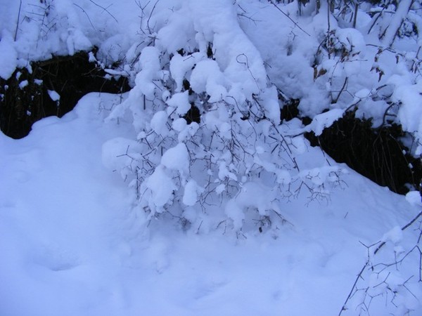 http://content.foto.mail.ru/mail/jenshen/1625/i-2355.jpg