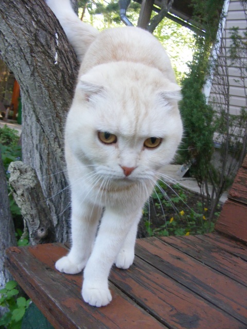 http://content.foto.mail.ru/mail/jenshen/2413/h-2564.jpg
