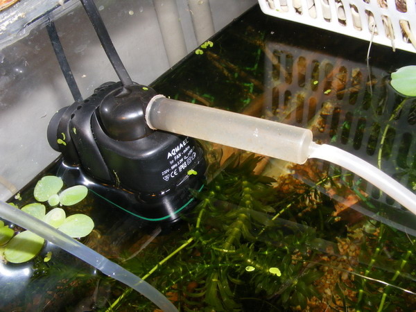 Как устроен сифон для аквариума