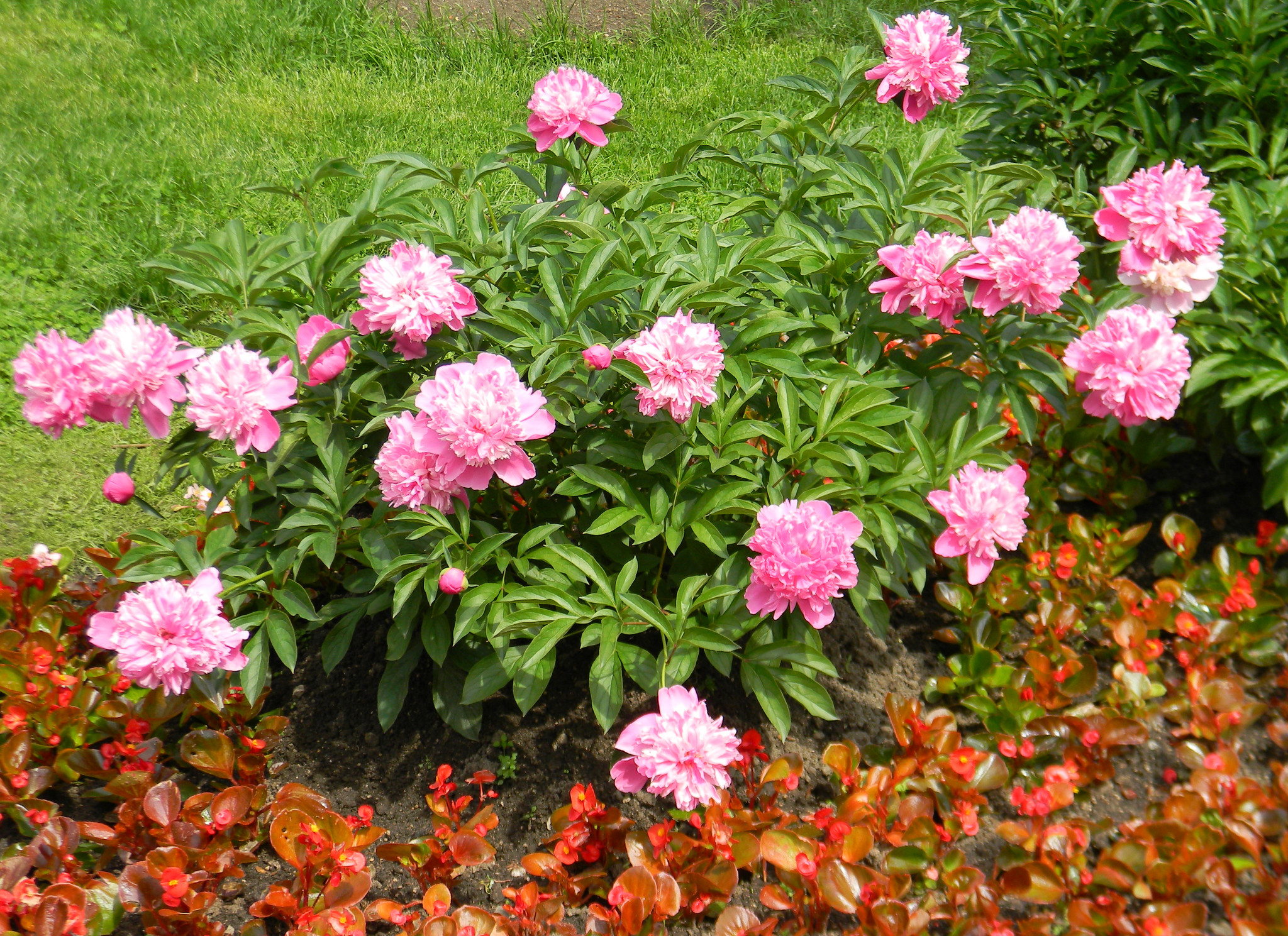 Пионы (Paeonia)