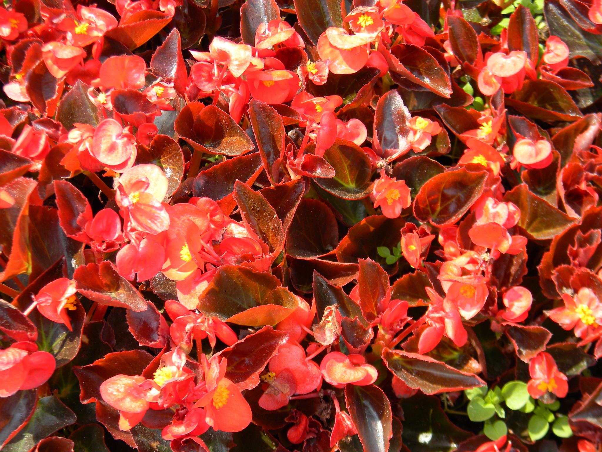 Бегония вечноцветущая (Begonia semperflorens)