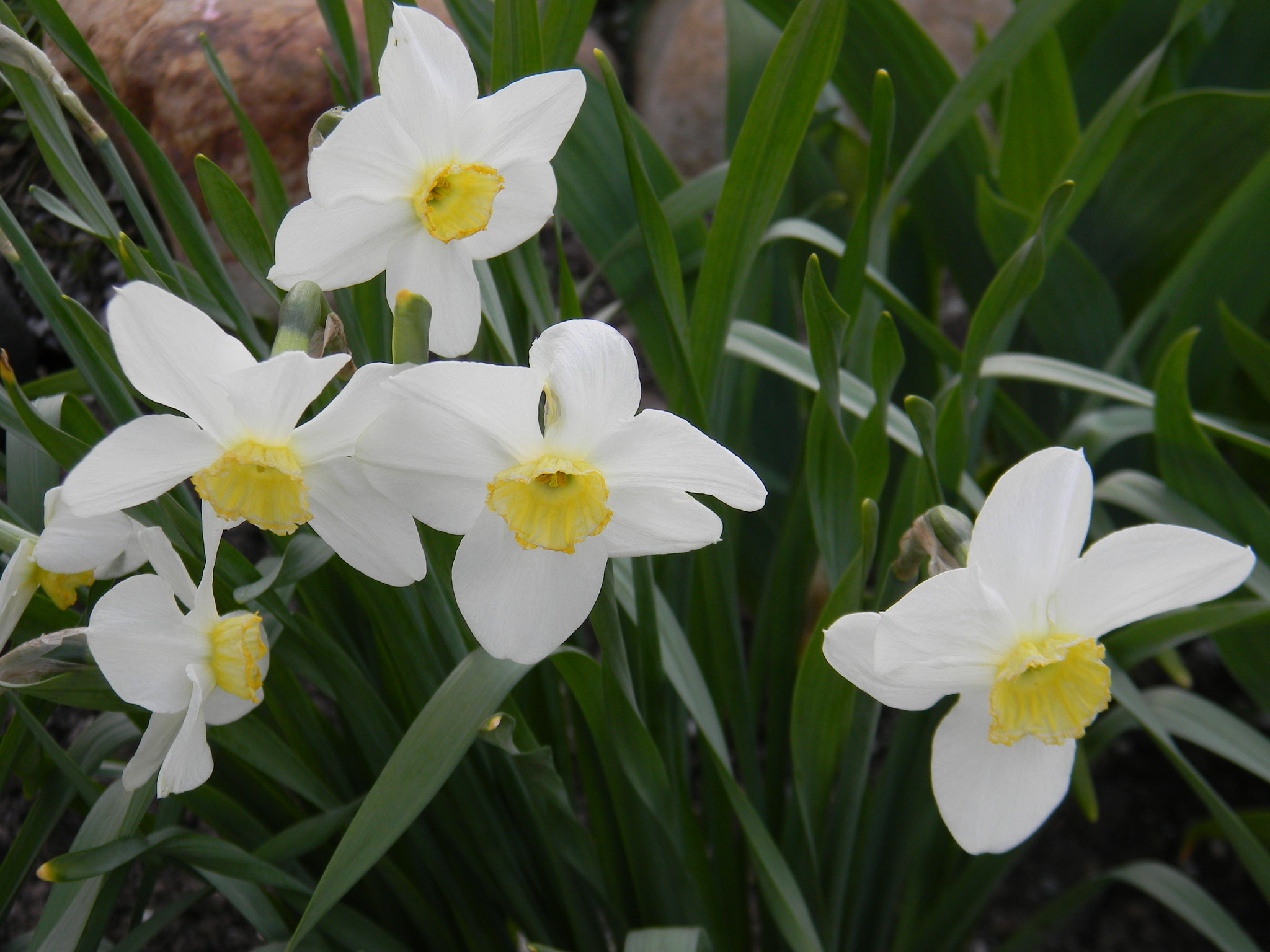 Нарцисс (Narcissus)