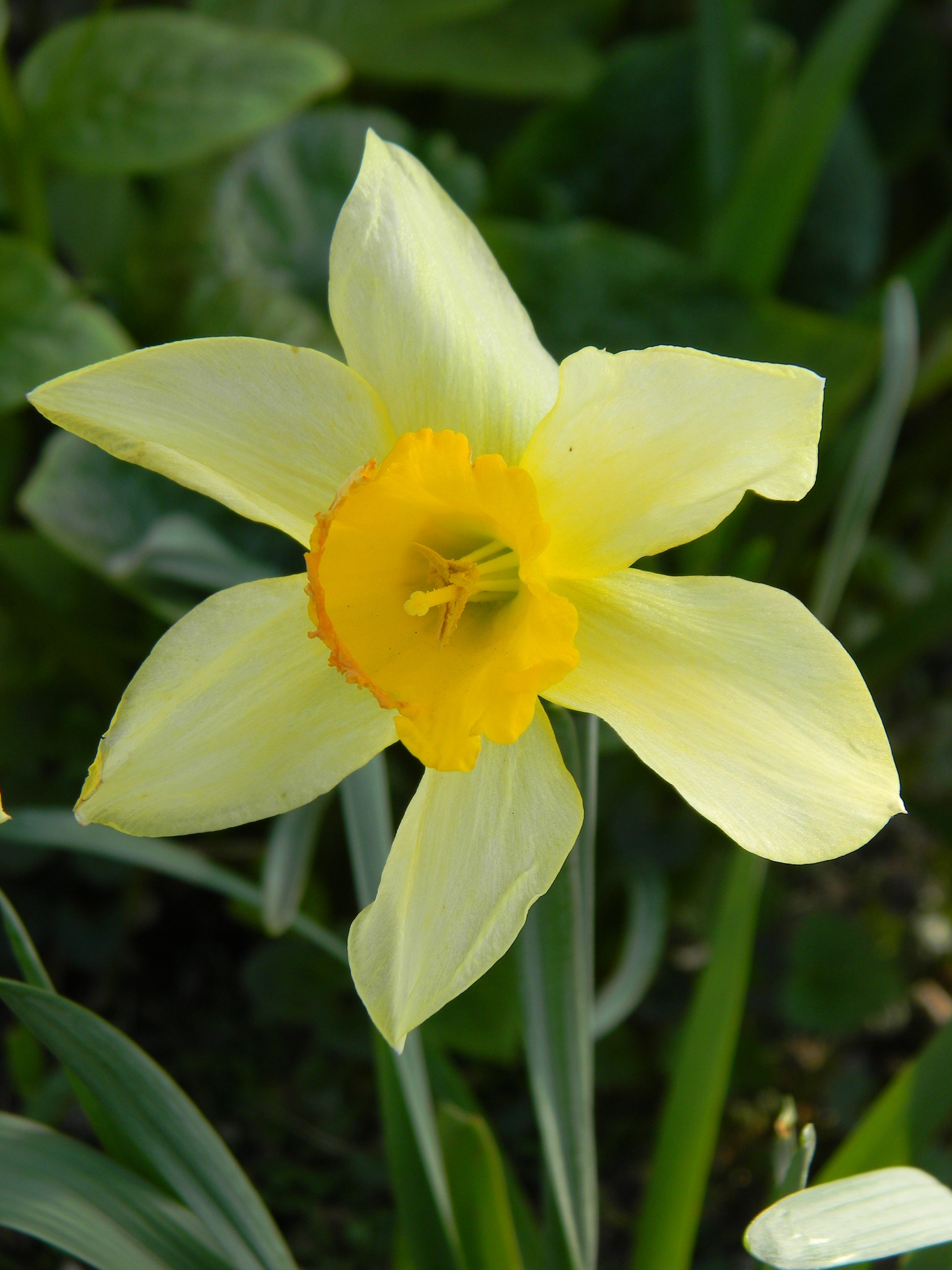 Нарцисс (Narcissus)