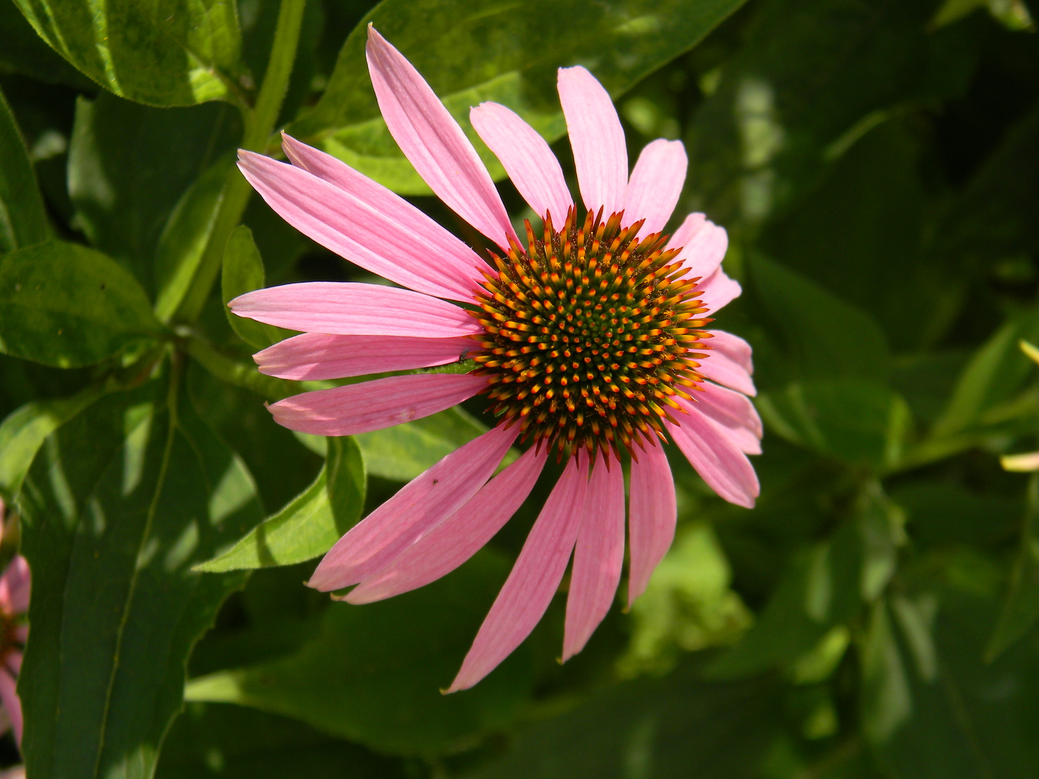 Эхинацея пурпурная (Echinacea purpurea)