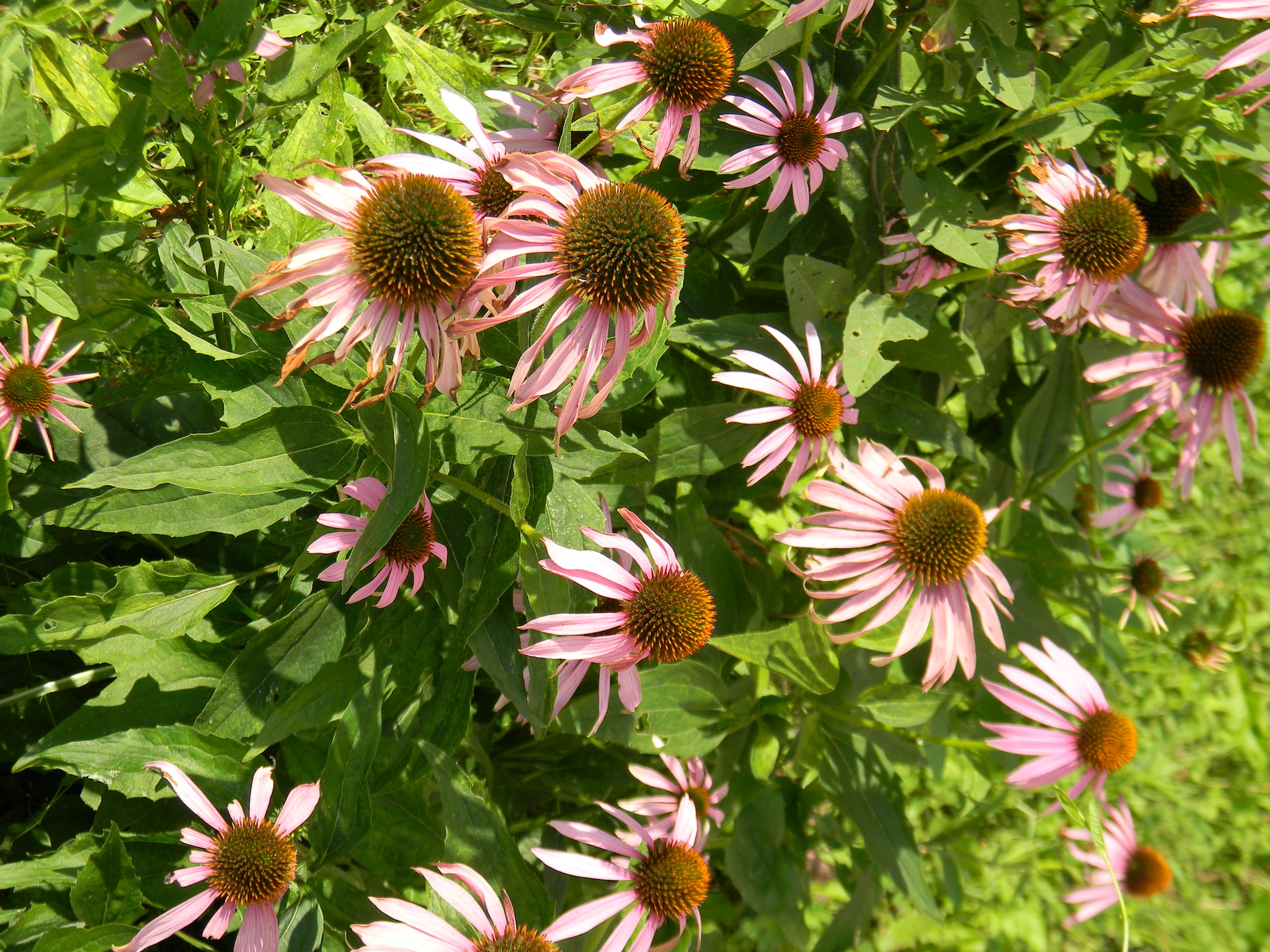 Эхинацея пурпурная (Echinacea purpurea)