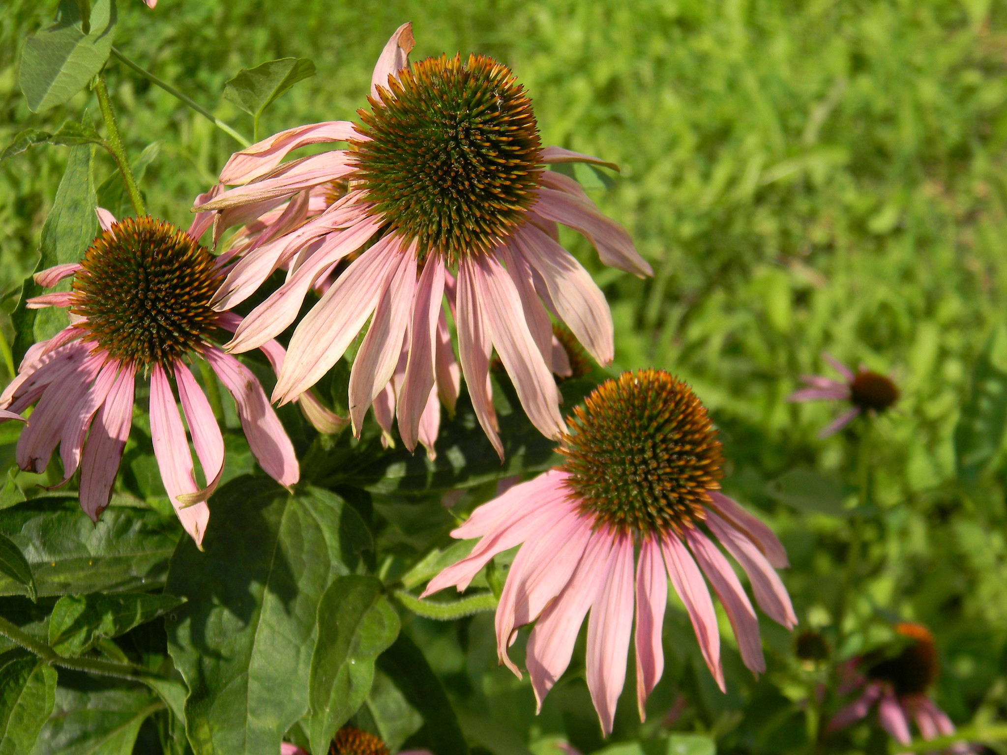 Эхинацея пурпурная (Echinacea purpurea)
