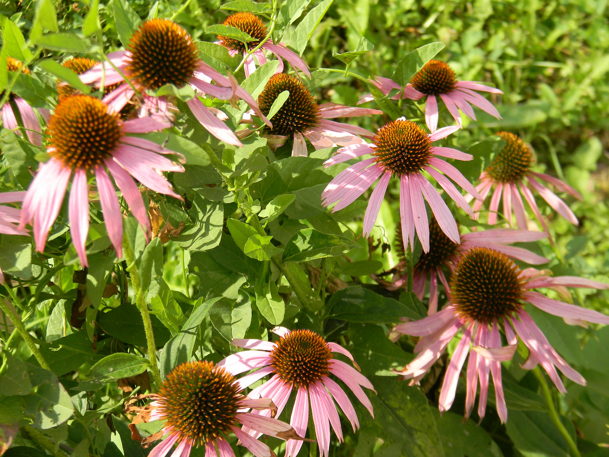 Эхинацея пурпурная (Echinacea purpurea)