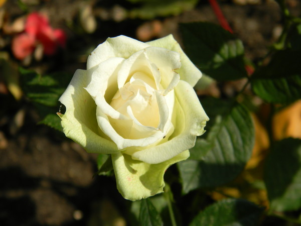 Роза