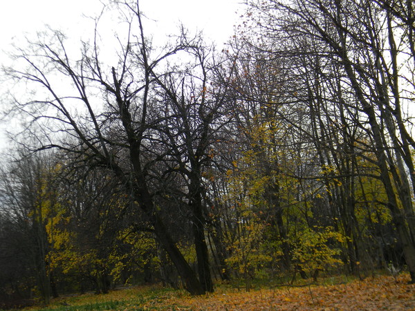 Осенний лес