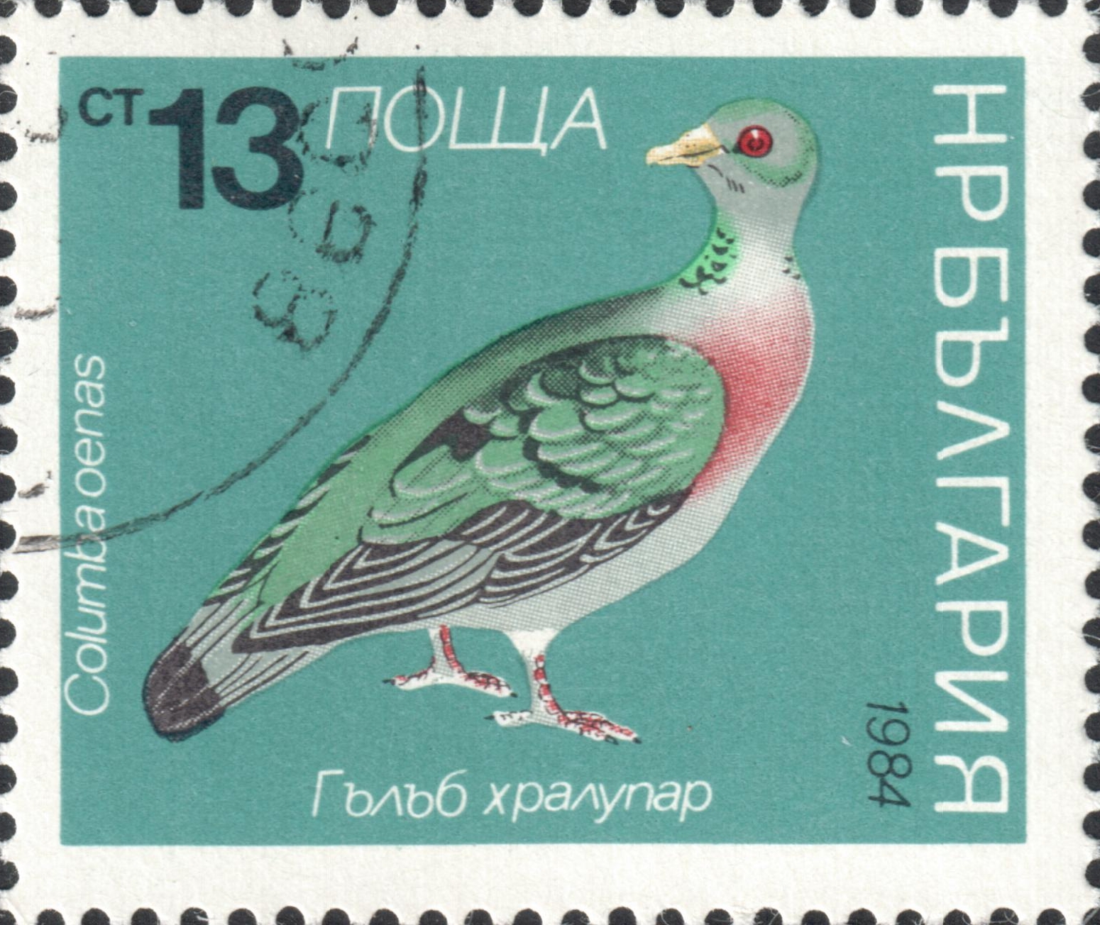 Клинтух (Columba oenas)