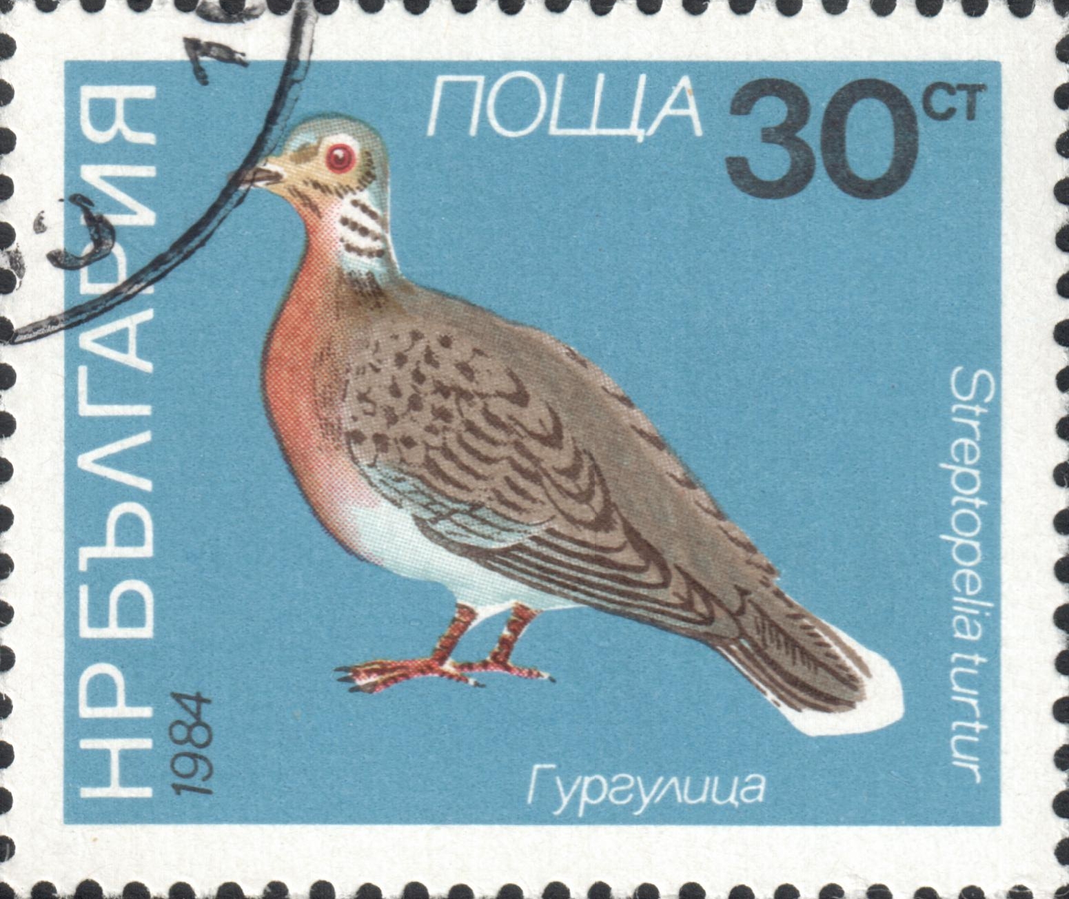 Обыкновенная горлица (Streptopelia turtur)