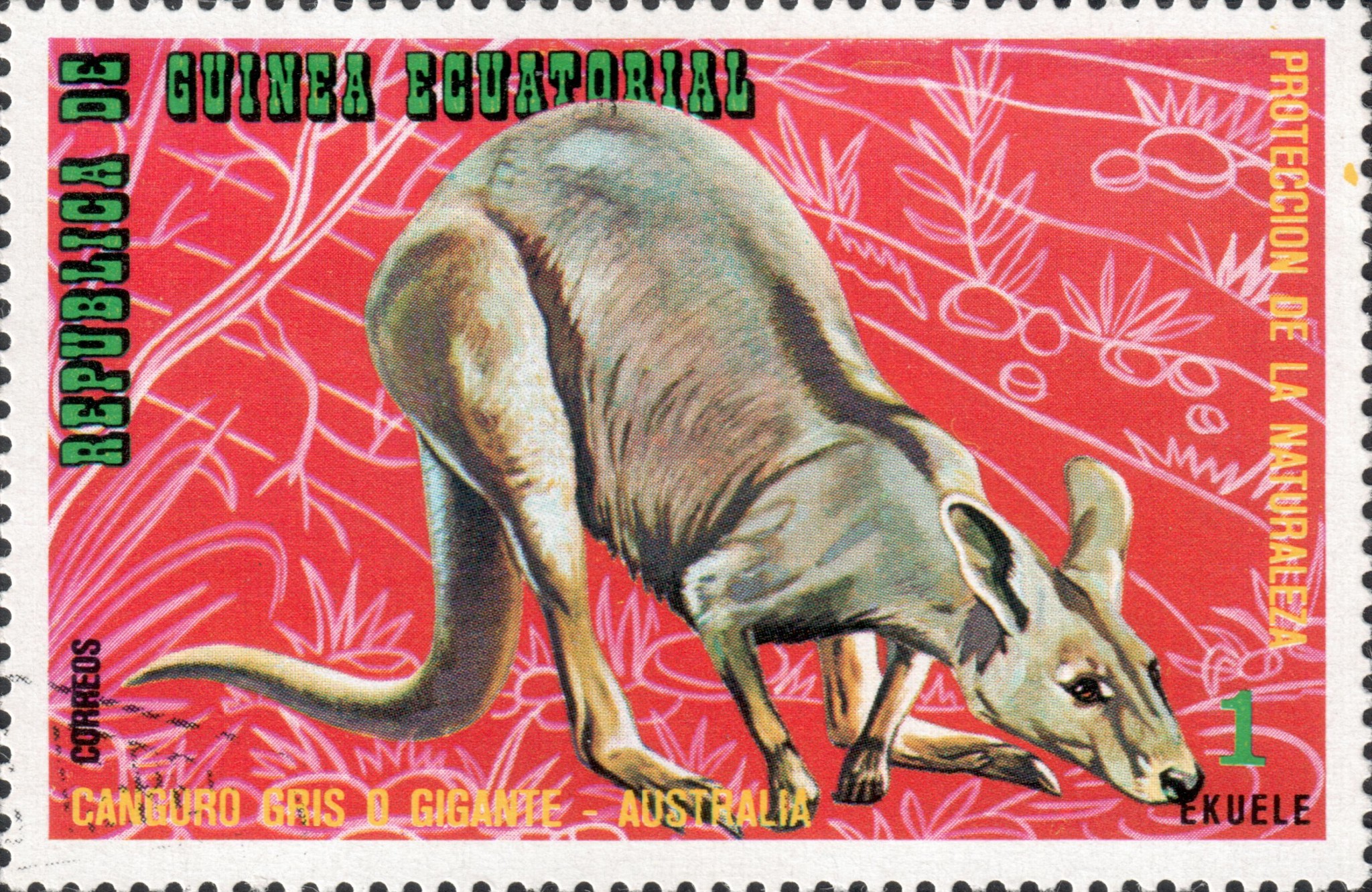 Гигантский кенгуру (Macropus giganteus)