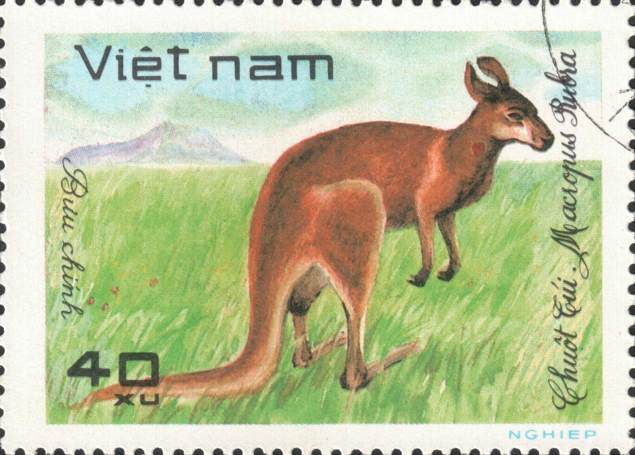 Большой рыжий кенгуру (Macropus rufus)