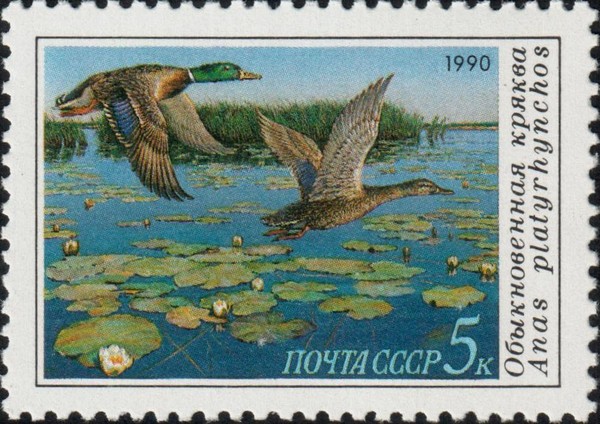 Кряквы