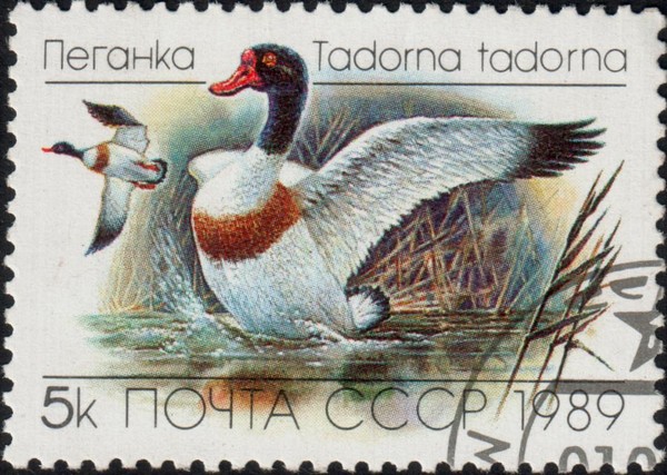 Пеганка