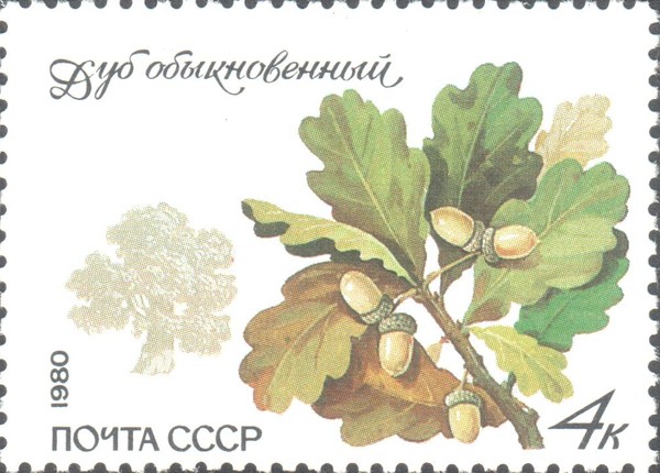 Дуб обыкновенный