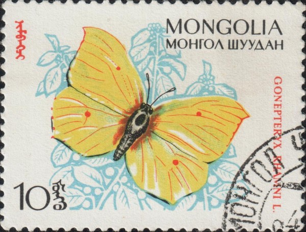 Лимонница (Крушинница)