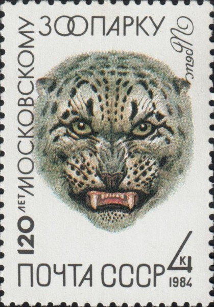 Ирбис (Снежный барс)