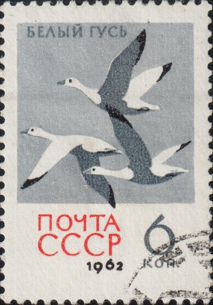 Белый гусь