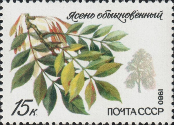 Ясень обыкновенный