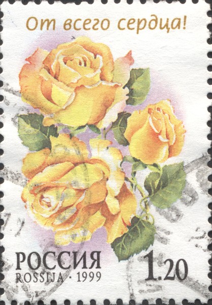 Жёлтые розы