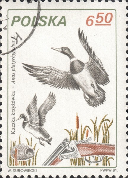 Почтовая марка с изображением охоты на крякв. Польша, 1981 год