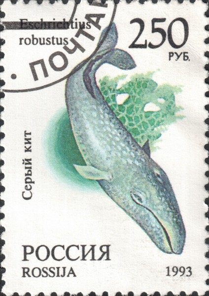 Серый кит