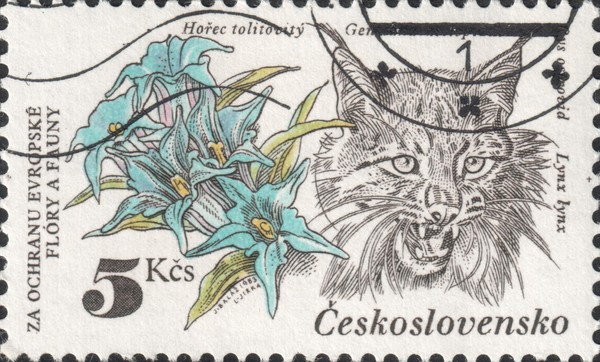 Обыкновенная рысь (Lynx lynx)