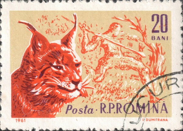 Рысь