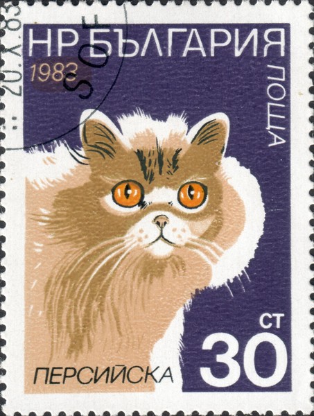 Кошка персидская