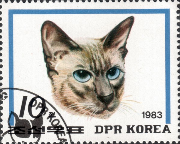 Кошка
