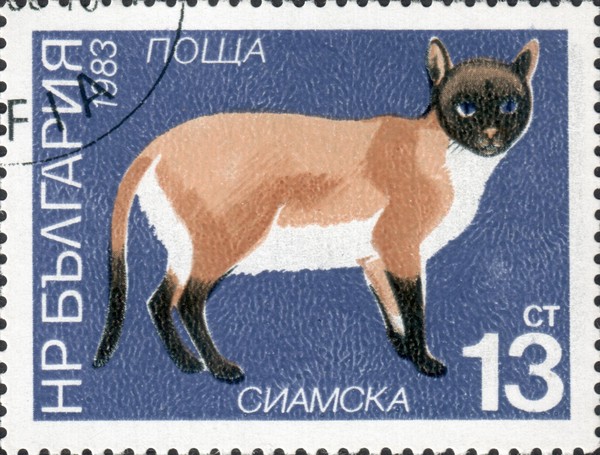 Сиамская кошка